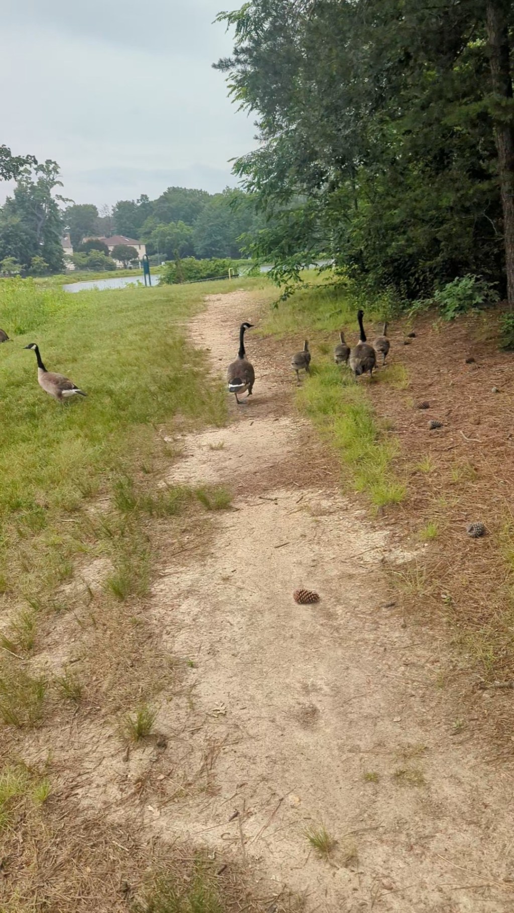 “A Walk with the Wild: A Sunday Moment at Dorchester Lake&nbsp;Park”